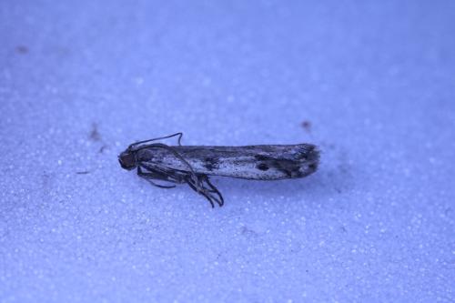 Réf. 296 451 : Phycitodes sp.